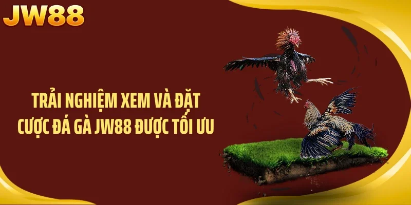 Trải nghiệm xem và đặt cược đá gà JW88 được tối ưu