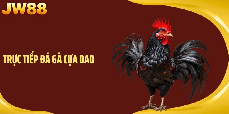 Trực Tiếp Đá Gà Cựa Dao - Bắt Trọn Mọi Khoảnh Khắc Kịch Tính